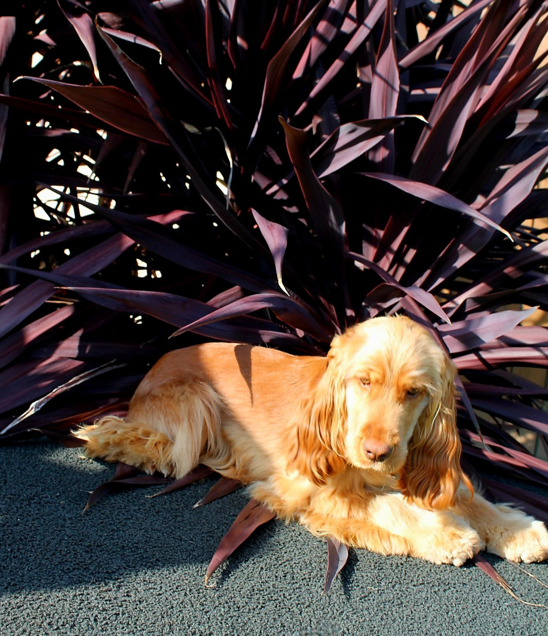 Vegas Du Domaine De La Verrinette