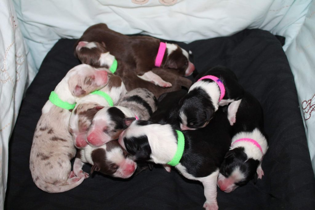 Du Domaine De Rêve Enchanté - 10 magnifiques bébés sont arrivés !! 