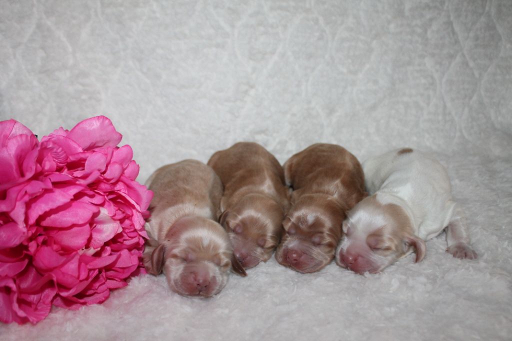 Du Domaine De Rêve Enchanté - Chiots disponibles - Cocker Spaniel Anglais
