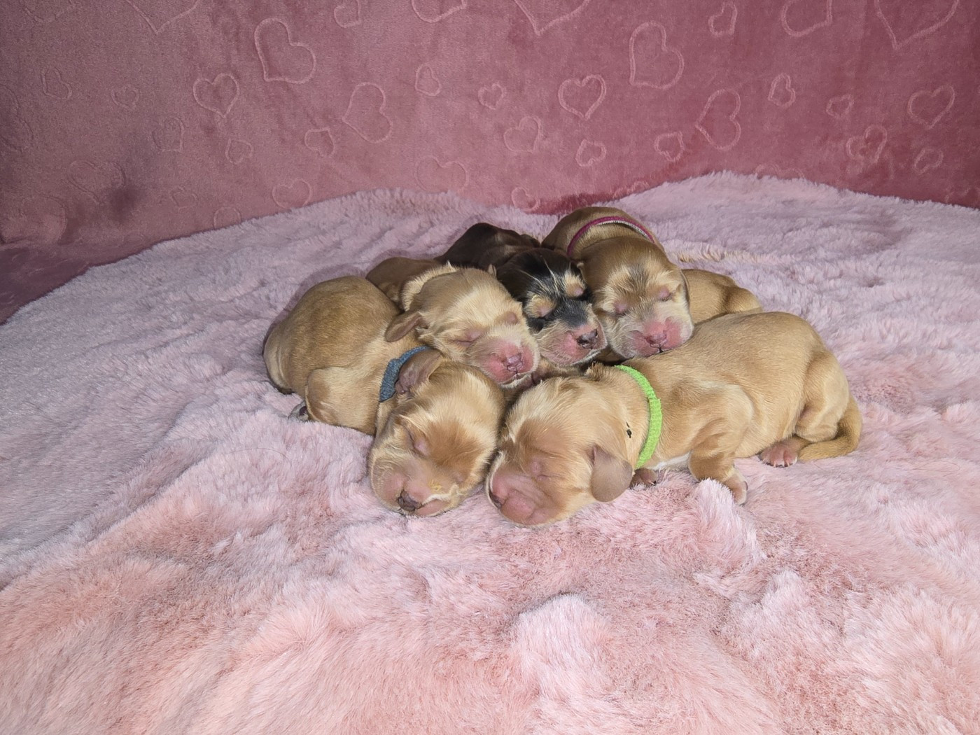 Du Domaine De Rêve Enchanté - Chiots disponibles - Cocker Spaniel Anglais
