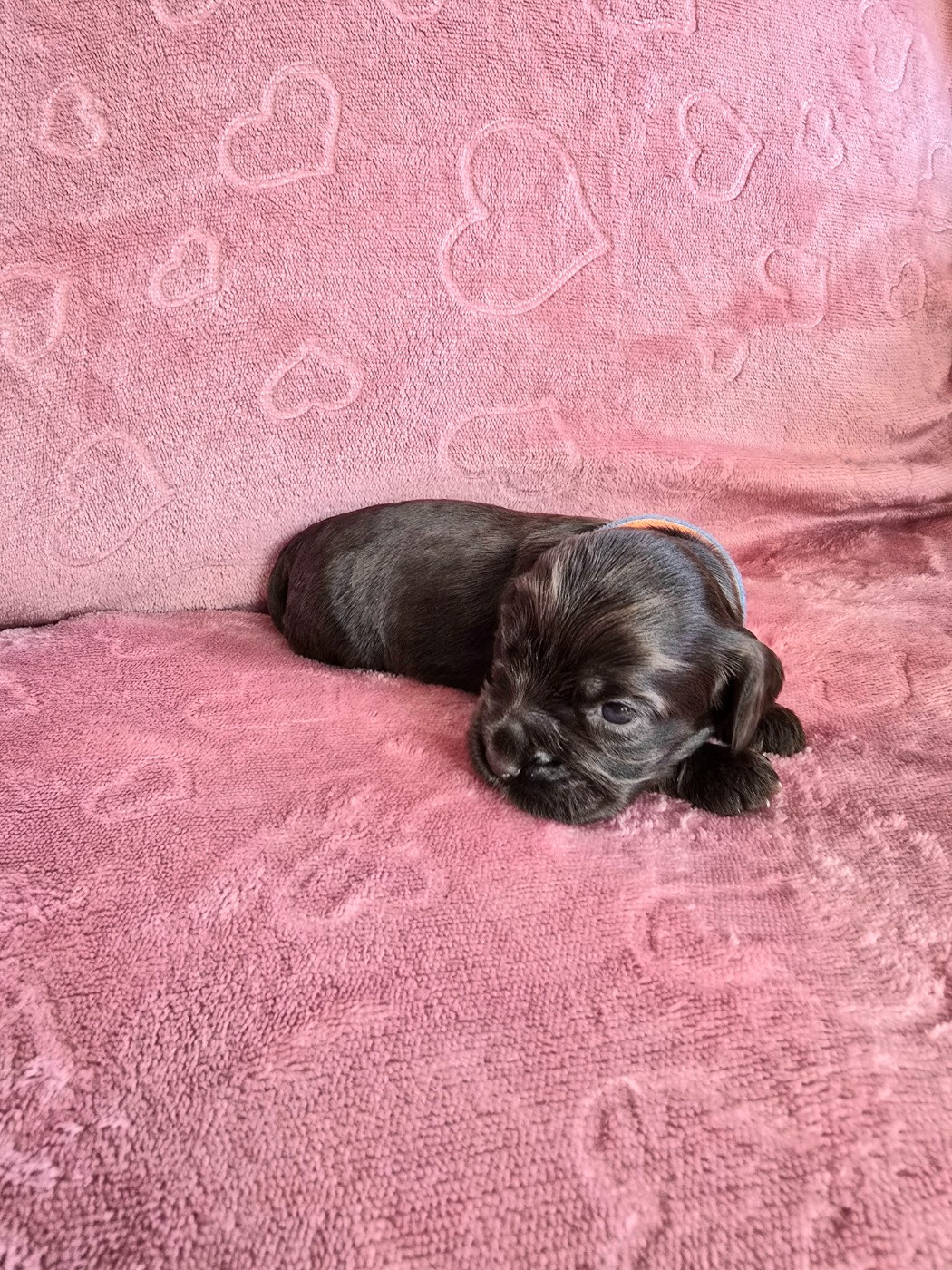 Du Domaine De Rêve Enchanté - Chiots disponibles - Cocker Spaniel Anglais