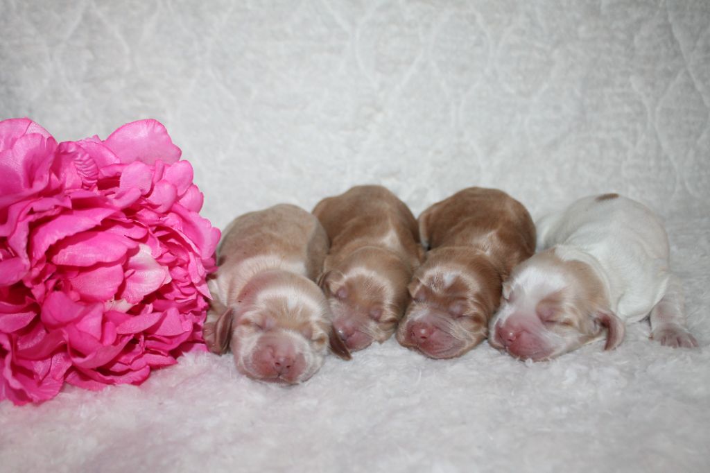 Du Domaine De Rêve Enchanté - Chiots disponibles - Cocker Spaniel Anglais