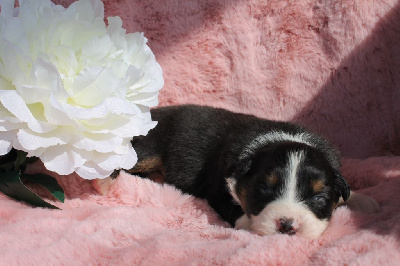 CHIOT 5