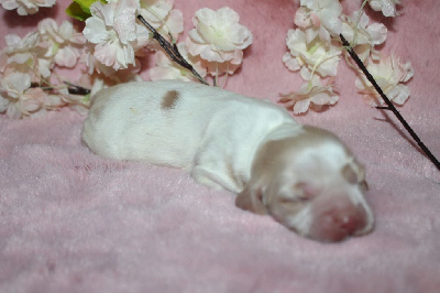 CHIOT