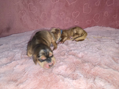 CHIOT 1