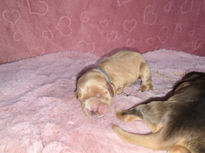 CHIOT 2