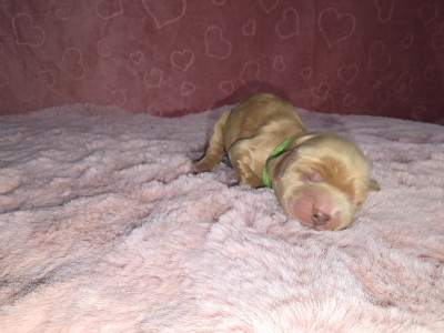 CHIOT 5