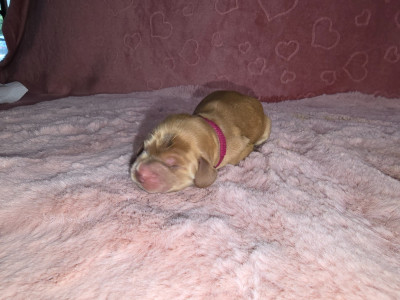 CHIOT 6