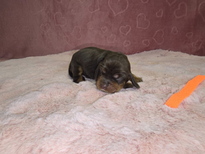 CHIOT 1