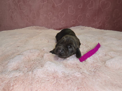 CHIOT 2
