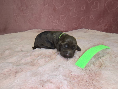 CHIOT 4