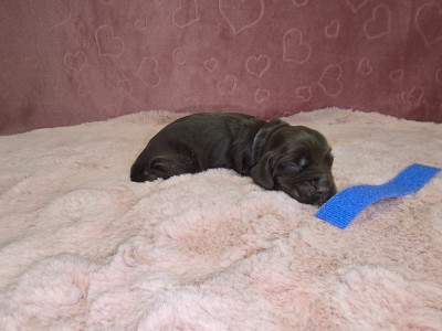 CHIOT 5