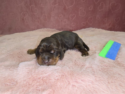 CHIOT 6