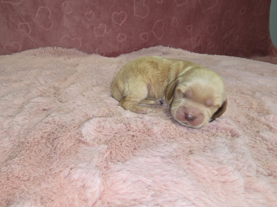 CHIOT 7