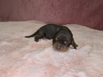 CHIOT 8