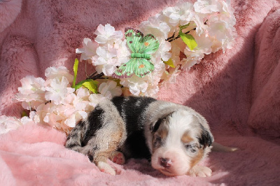 CHIOT 1