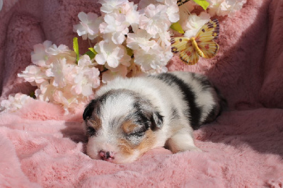 CHIOT 2