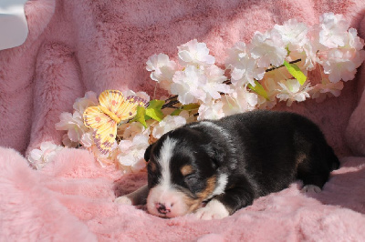CHIOT 4
