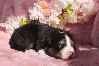 CHIOT 3