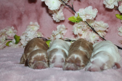 CHIOT