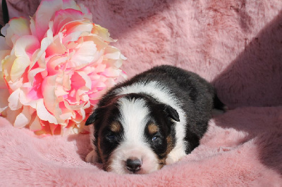 CHIOT 6