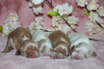 CHIOT