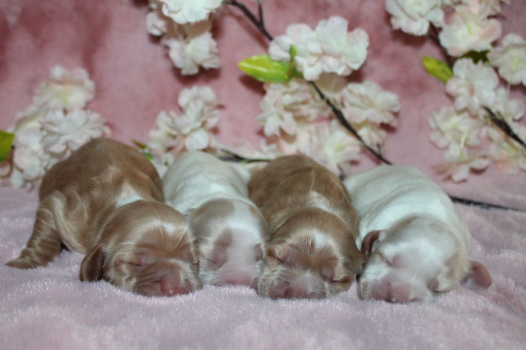 Du Domaine De Rêve Enchanté - Chiots disponibles - Cocker Spaniel Anglais